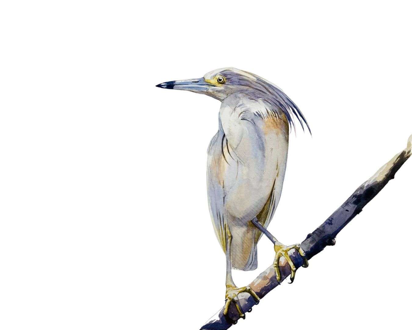 Squacco Heron