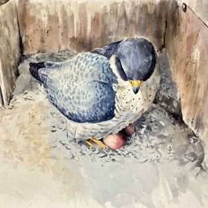 Peregrine Falcon