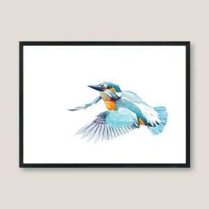 Kingfisher
