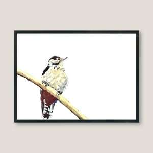Nicolas-illustration-lesser-spotted-woodpecker-frame