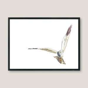 Nicolas-illustration-montagus-harrier-frame