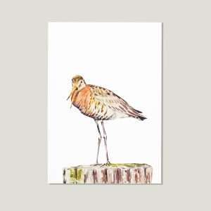 Nicolas-illustration-postcard-black-tailed-godwit