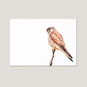 Nicolas-illustration-postcard-european-kestrel