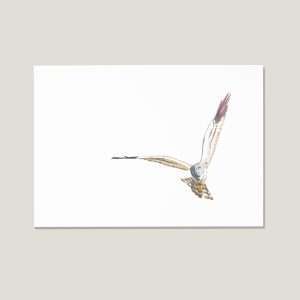 Nicolas-illustration-postcard-montagus-harrier