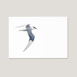 Nicolas-illustration-postcard-sandwich-tern-thumb