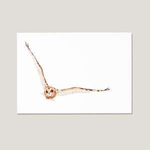 Nicolas-illustration-postcard-short-eared-owl
