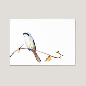 Nicolas-illustration-postcard-shrike