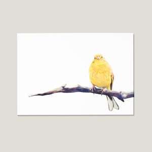 yellowhammer_nicolasvanovermeeren_watercolour-thumb