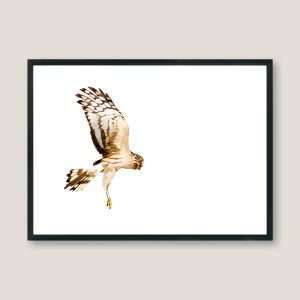 Nicolas-illustration-hen-harrier-frame